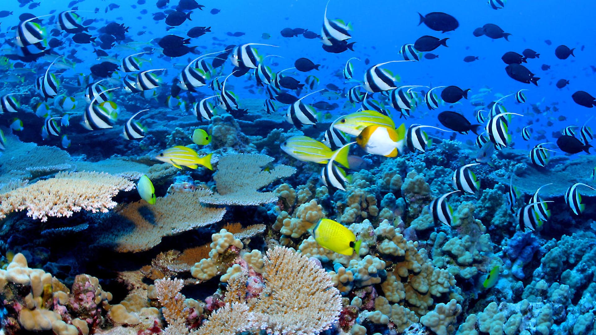 Blog Covoyage : Cozumel, île des merveilles